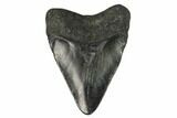 Juvenile Megalodon Tooth - Georgia #115701-1